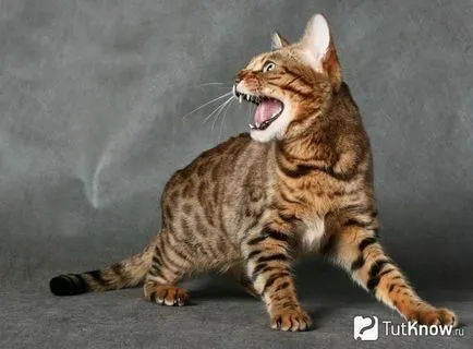Descriere pisică rasa Ocicat și de îngrijire (rasa) Descriere pisică rasa Ocicat și îngrijire