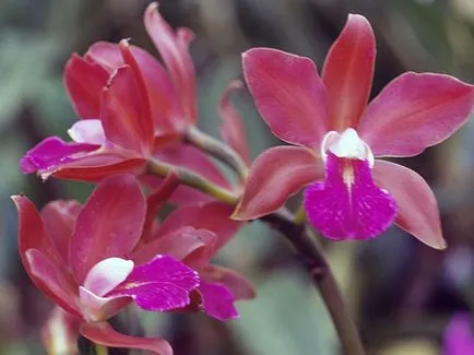Cattleya Orchid - de îngrijire la propagare acasă Cattleya și transplantare, soiuri de Cattleya