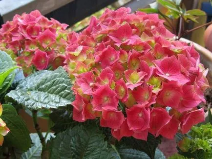Informații de bază despre cultivarea hortensii