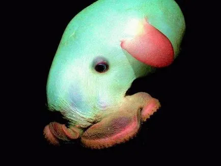 Octopus, enciclopedie animale