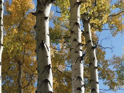 Aspen arată ca un copac