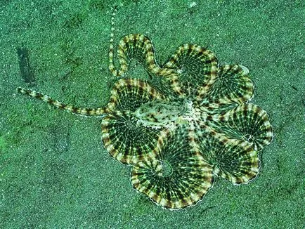 Octopus, enciclopedie animale