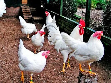 Determinați când încep să scurry pui
