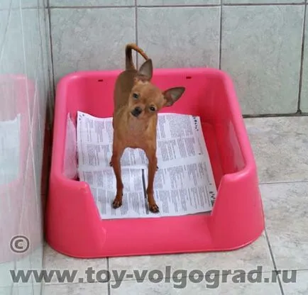 Despre rasa românească Toy terrieri