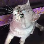 fotografie pisică Ocicat, video, despre rasa, caracterul, sănătatea (Ocicat) fotografie pisică Ocicat, video, despre rasa, caracterul, sănătatea