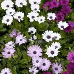 Osteospermum, cultivarea și îngrijirea culturii