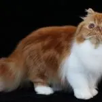 Ocicat pisică foto, video, despre rasa, caracterul, sănătatea (Foto) fotografie pisică Ocicat, video, despre rasa, caracterul, sănătatea
