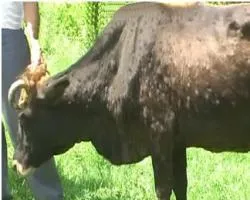 bovine îngrășarea (hrănirea animalelor) ca viței pentru îngrășat, ovine (hrănire) bovine îngrășarea (hrana pentru animale), ca viței de îngrășare, ovine