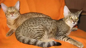 Descriere Ocicat rasa, pisici fotografie, caracter, preț, și recenzii ale proprietarilor