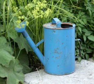 creștere Osteospermum din semințe, de îngrijire și de plantare în teren deschis (foto)