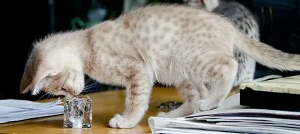 Descriere Ocicat rasa, pisici fotografie, caracter, preț, și recenzii ale proprietarilor