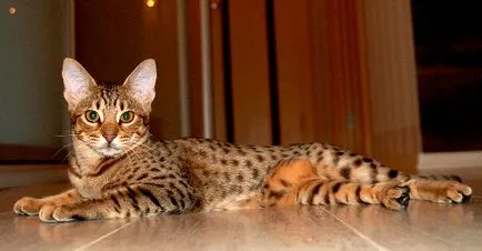 Ocicat - Fotografii, descriere, caracter, de îngrijire, nutriție, cumpărare