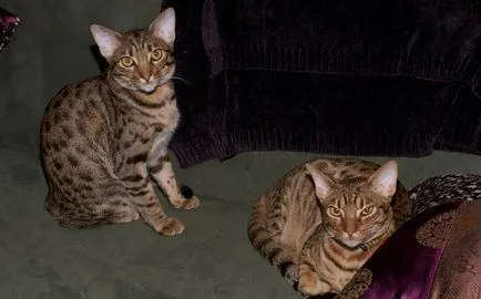fotografii Ocicat pisica, pret, descriere rasa, caracter, video, pepiniere - murkote despre pisici și pisici