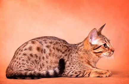 Ocicat - Fotografii, descriere, caracter, de îngrijire, nutriție, cumpărare