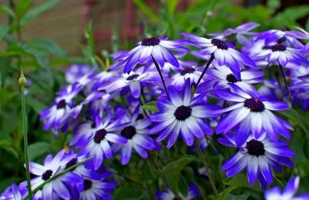 cultivare Osteospermum și îngrijire