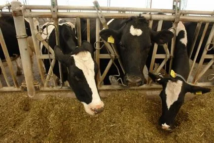 bovine îngrășarea (hrănirea animalelor) ca viței pentru îngrășat, ovine (îngrășare) bovine îngrășarea (hrana pentru animale), ca viței de îngrășare, ovine