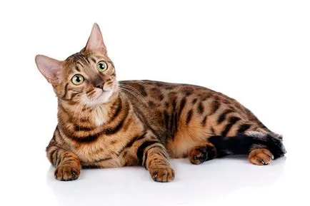 Ocicat - Fotografii, descriere, caracter, de îngrijire, nutriție, cumpărare