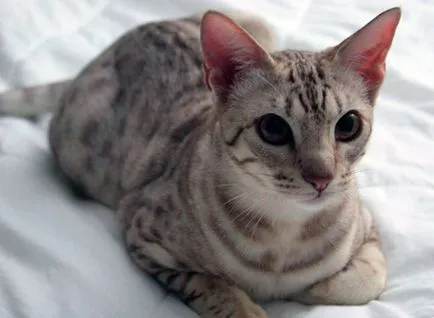 Ocicat - Fotografii, descriere, caracter, de îngrijire, nutriție, cumpărare