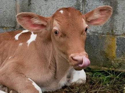 viței de îngrășare viței de carne în dieta acasă (condiții) viței de îngrășare viței de carne în dieta acasă