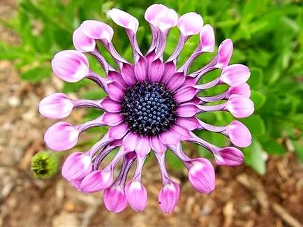 cultivare Osteospermum și îngrijire