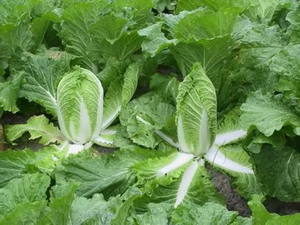 Mai ales cultivarea de varză chinezească în teren deschis