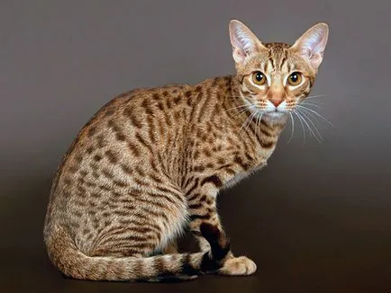 Ocicat - Fotografii, descriere, caracter, de îngrijire, nutriție, cumpărare