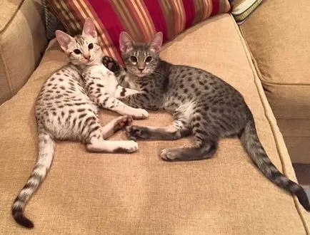 Ocicat pisică foto, video, despre rasa, caracterul, sănătatea (pisica) fotografie pisică Ocicat, video, despre rasa, caracterul, sănătatea