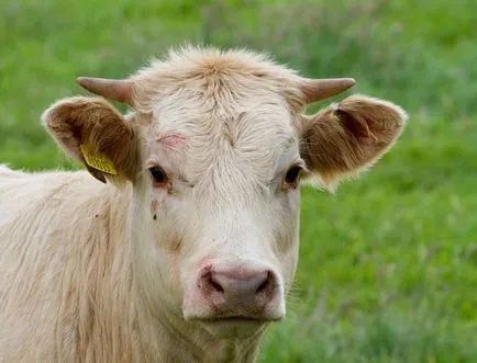 viței de îngrășare bulls dietă carne la domiciliu (acasa) viței de îngrășare viței de carne în dieta acasă