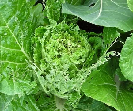 Mai ales cultivarea de varză chinezească în teren deschis