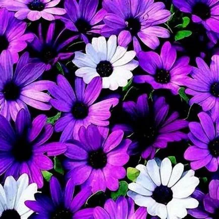 Osteospermum, cultivarea și îngrijirea culturii