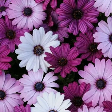 Osteospermum, cultivarea și îngrijirea culturii