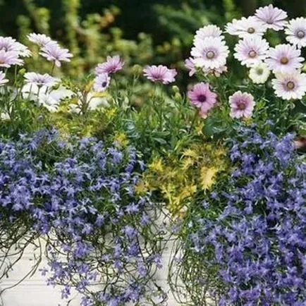 Osteospermum, cultivarea și îngrijirea culturii