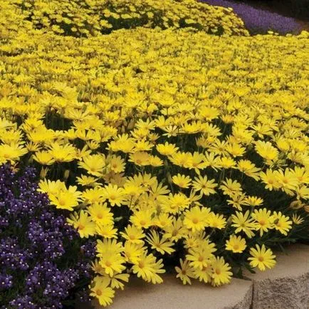 Osteospermum, cultivarea și îngrijirea culturii