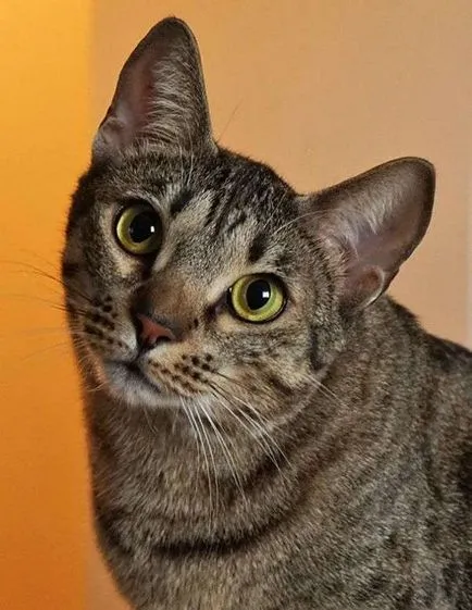 Ocicat pisică foto, video, despre rasa, caracterul, sănătatea (pisica) fotografie pisică Ocicat, video, despre rasa, caracterul, sănătatea