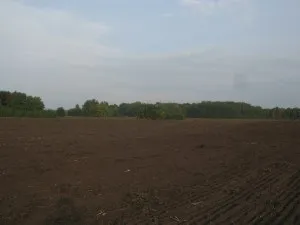 Iepurele de vânătoare pe chernotropu