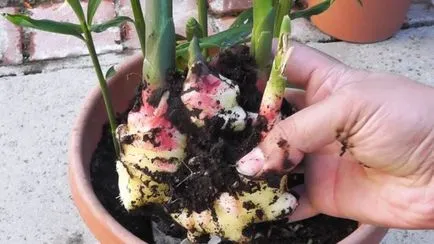 Legume pe balcon care planta este posibil să crească culturi (legume) Legumele pe balconul ce să planteze dacă puteți dezvolta culturi