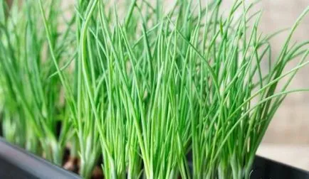 Legumele pe balconul ce planta, cresc culturi pot exista (unele) Legumele pe balconul ce să planteze dacă puteți dezvolta culturi