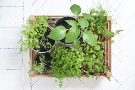 Legumele pe balconul ce să planteze dacă poți dezvolta culturi (plantate) Legumele pe balconul ce să planteze dacă puteți dezvolta culturi