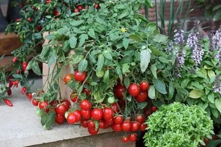 Legume pe balcon care planta este posibil să crească culturi (legume) Legumele pe balconul ce să planteze dacă puteți dezvolta culturi