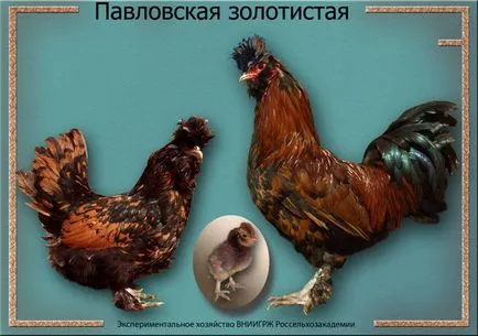 Pavlovskaya producție rasa ou de găină, reale (pui pavloviene rasa ou găinile ouătoare pavloviene comentarii găină de aur) Pavlovskaya producția de ouă rasa de pui, comentarii