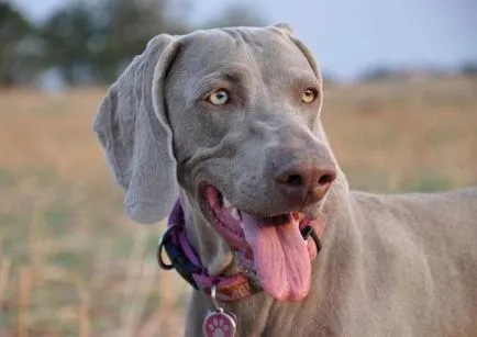 Weimaraner caine de vanatoare descriere rasa, caracter, recenzii, fotografii