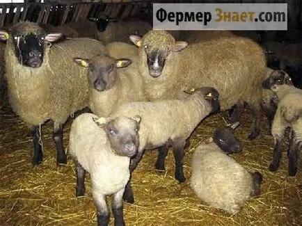 rase de carne de oaie pe principală și numai