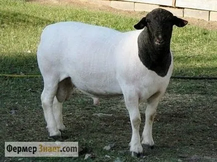rase de carne de oaie pe principală și numai