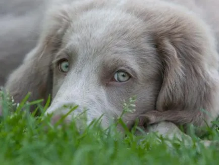 Weimaraner caine de vanatoare descriere rasa, caracter, recenzii, fotografii