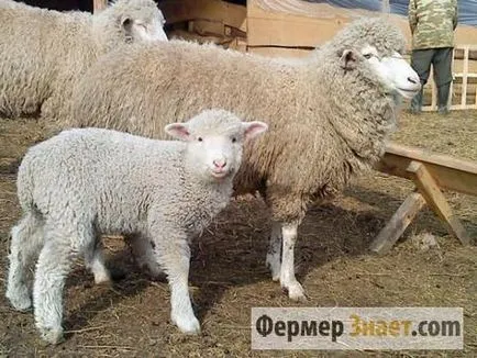 rase de carne de oaie pe principală și numai