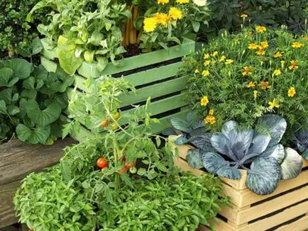 Legumele pe balconul ce să planteze dacă poți dezvolta culturi (plantate) Legumele pe balconul ce să planteze dacă puteți dezvolta culturi