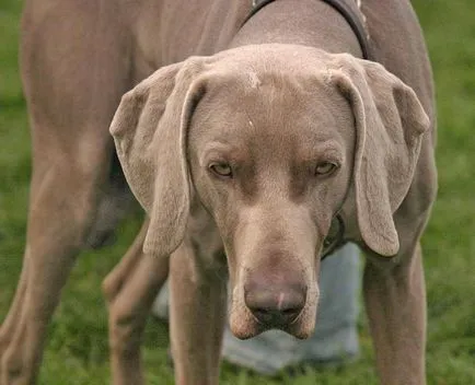 Weimaraner caine de vanatoare descriere rasa, caracter, recenzii, fotografii