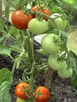 varză chinezească - cultivare și întreținere (creștere) varză chinezească - cultivarea și îngrijirea