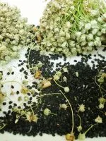 varză chinezească - cultivarea și îngrijirea (îngrijire) varză chinezească - cultivarea și îngrijirea
