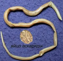 Nu viermi sunt transmise la om la pisici